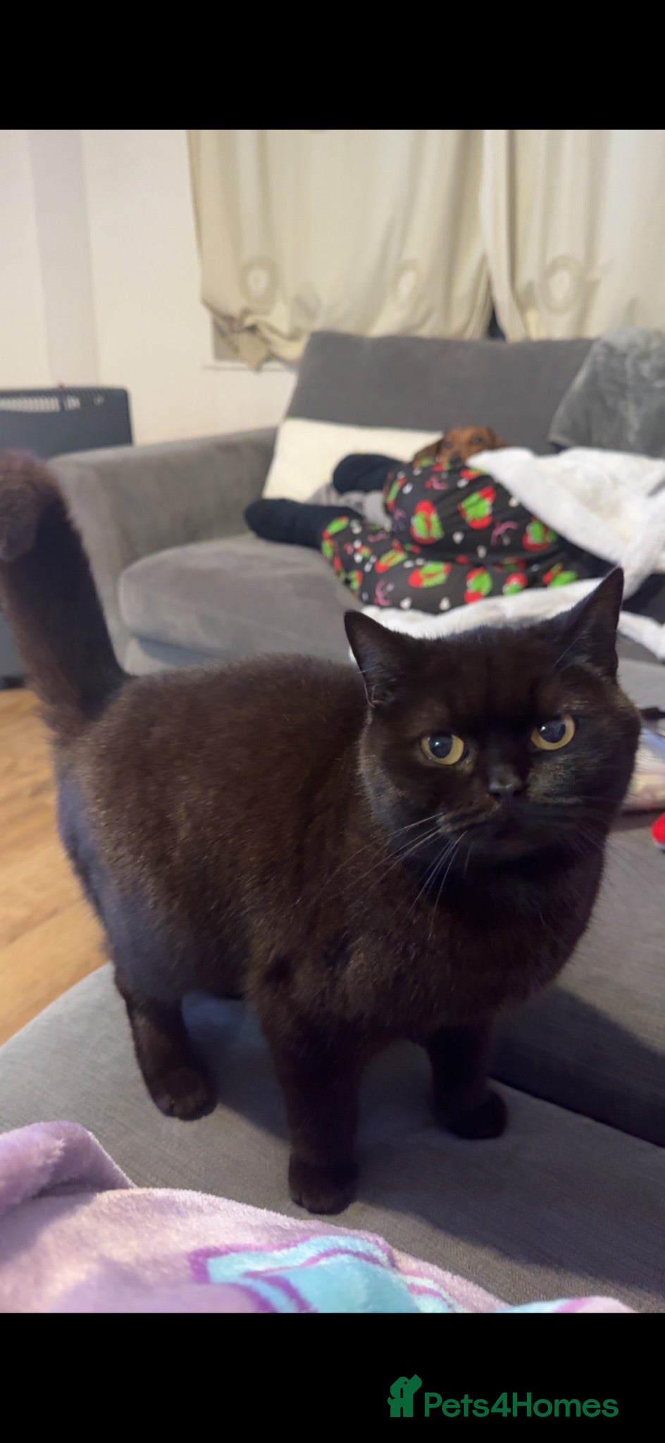 British Shorthair cats British short hair cross  - Advert 8
