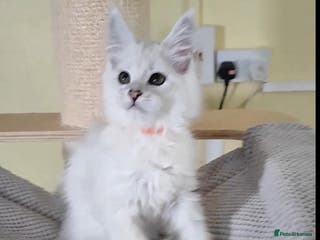 Maine Coon cats Gorgeous very rare colour ‼️chinchilla boy 😻 - Advert 2