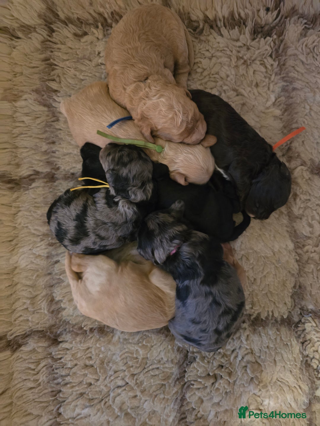 Cavapoo dogs for sale: Beautiful fully health tested cavapoo puppies  - Advert 7