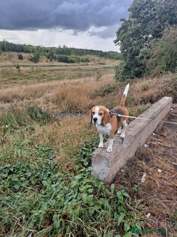 Beagle dogs - Advert 1