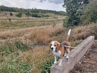 Beagle dogs Full Pedigree beagle for Stud! - Advert 4