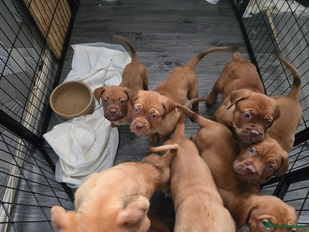 Dogue De Bordeaux dogs for sale: Reduced kc registered dogue de Bordeaux pups - Image 27