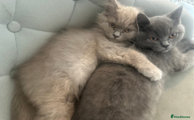 British Longhair cats - Advert 1