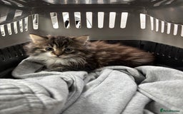 Mixed Breed cats for sale: One kitten - Advert 1