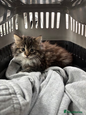 Mixed Breed cats One kitten - Advert 2