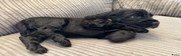 Cocker Spaniel dogs for sale: Beautiful show type cocker spaniel puppies - Advert 3