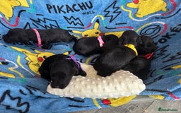 Cockapoo dogs for sale: Stunning cockapoo ready 21 December  - Advert 5