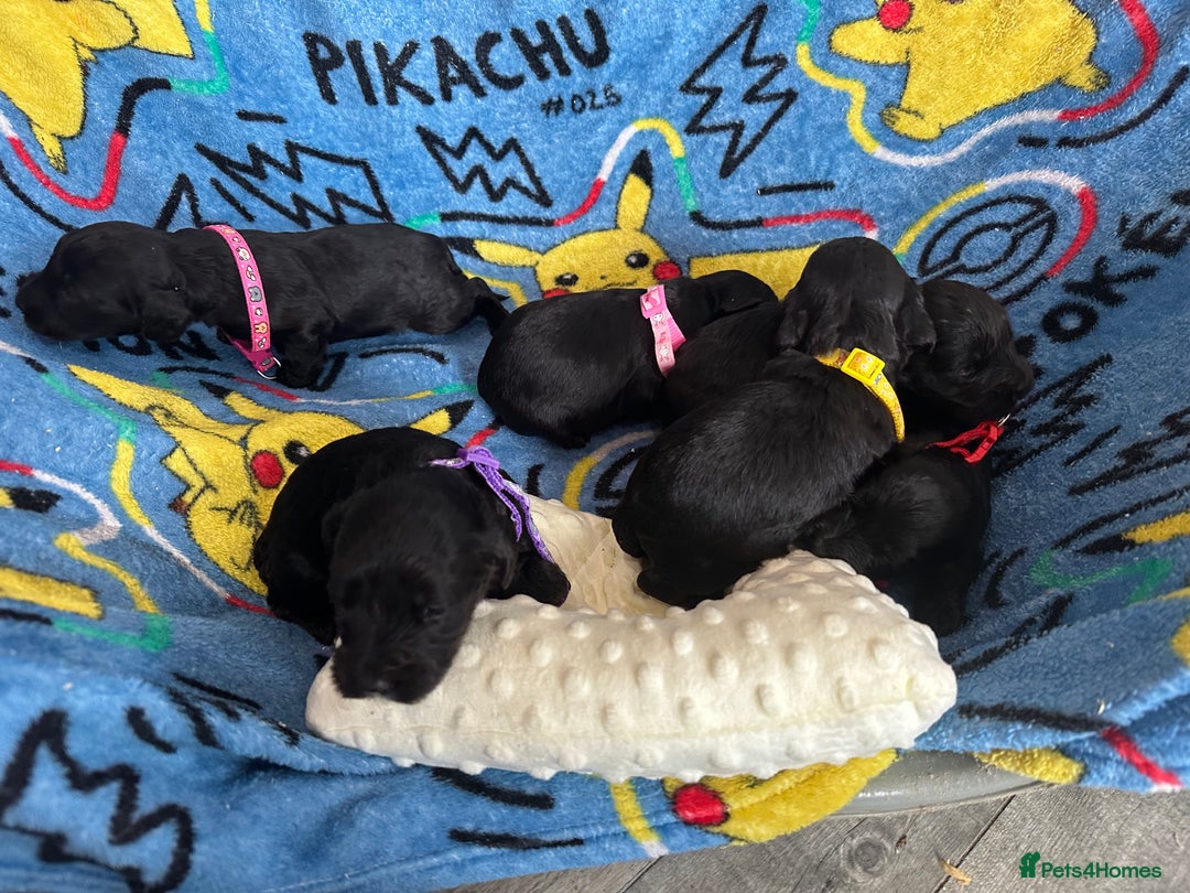 Cockapoo dogs for sale: Stunning cockapoo ready 21 December  - Advert 5