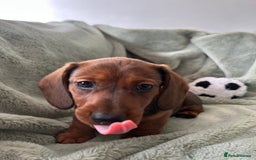 Miniature Dachshund dogs for sale: 3X Male Miniature Dachshunds- READY TO GO - Image 11