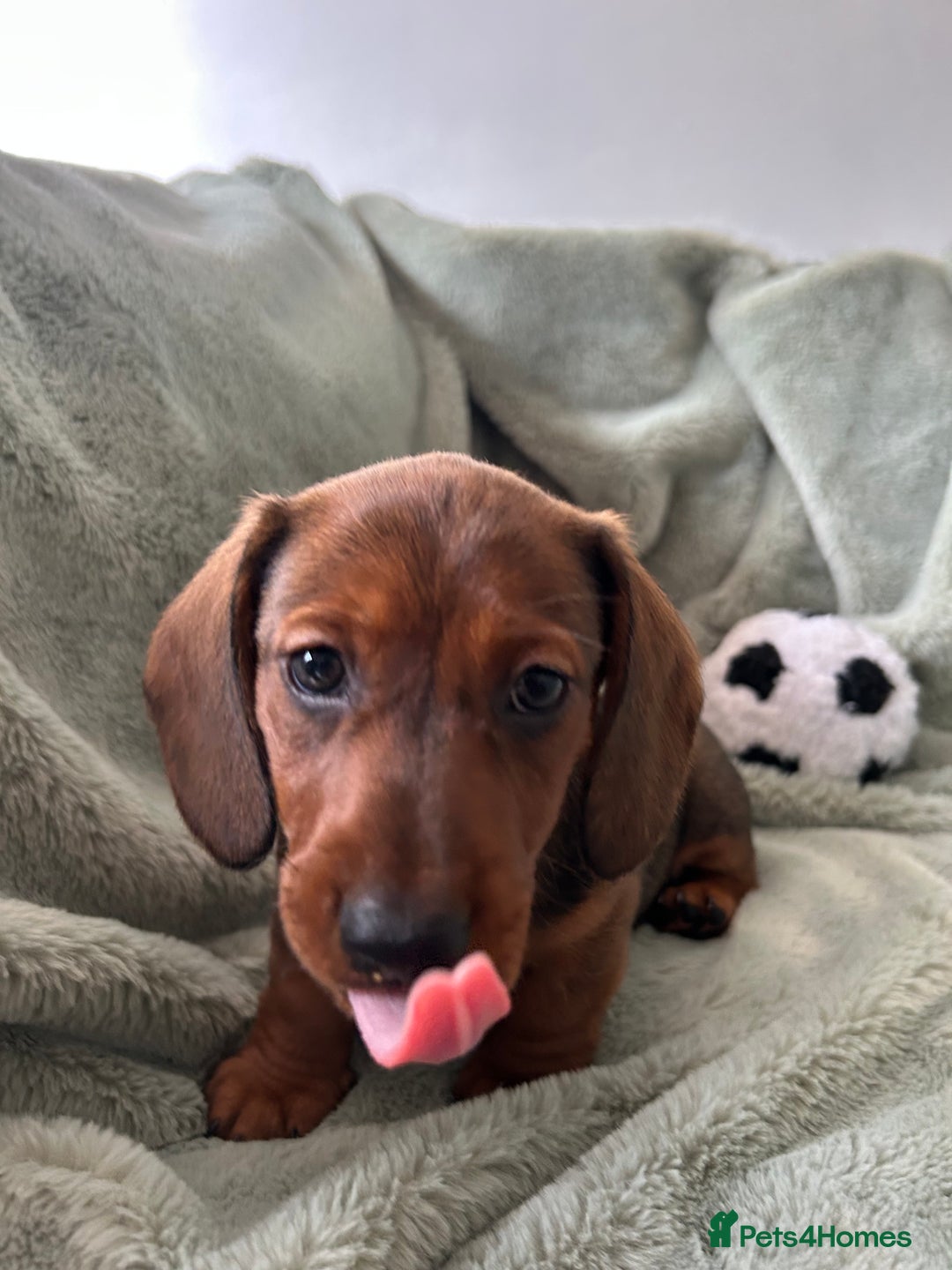 Miniature Dachshund dogs for sale: 3X Male Miniature Dachshunds- READY TO GO - Image 11