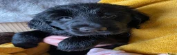 Mixed Breed dogs for sale: Retriever puppies for sale - Advert 5