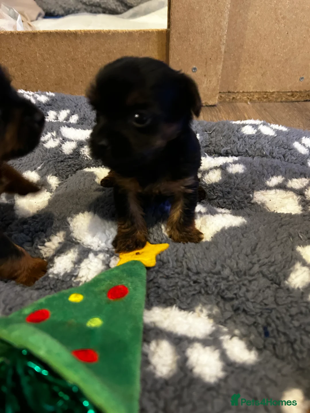 Yorkshire Terrier dogs for sale: Yorkshire terrier puppies  - Advert 13