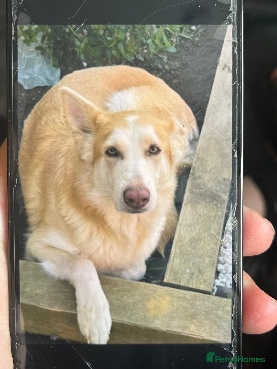 German Shepherd dogs for sale: 4 year old female German shepherd  - Image 2