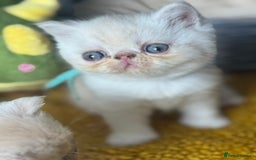 Exotic cats for sale: Superb GCCF Exotic kittens Health Tested parents - Image 33