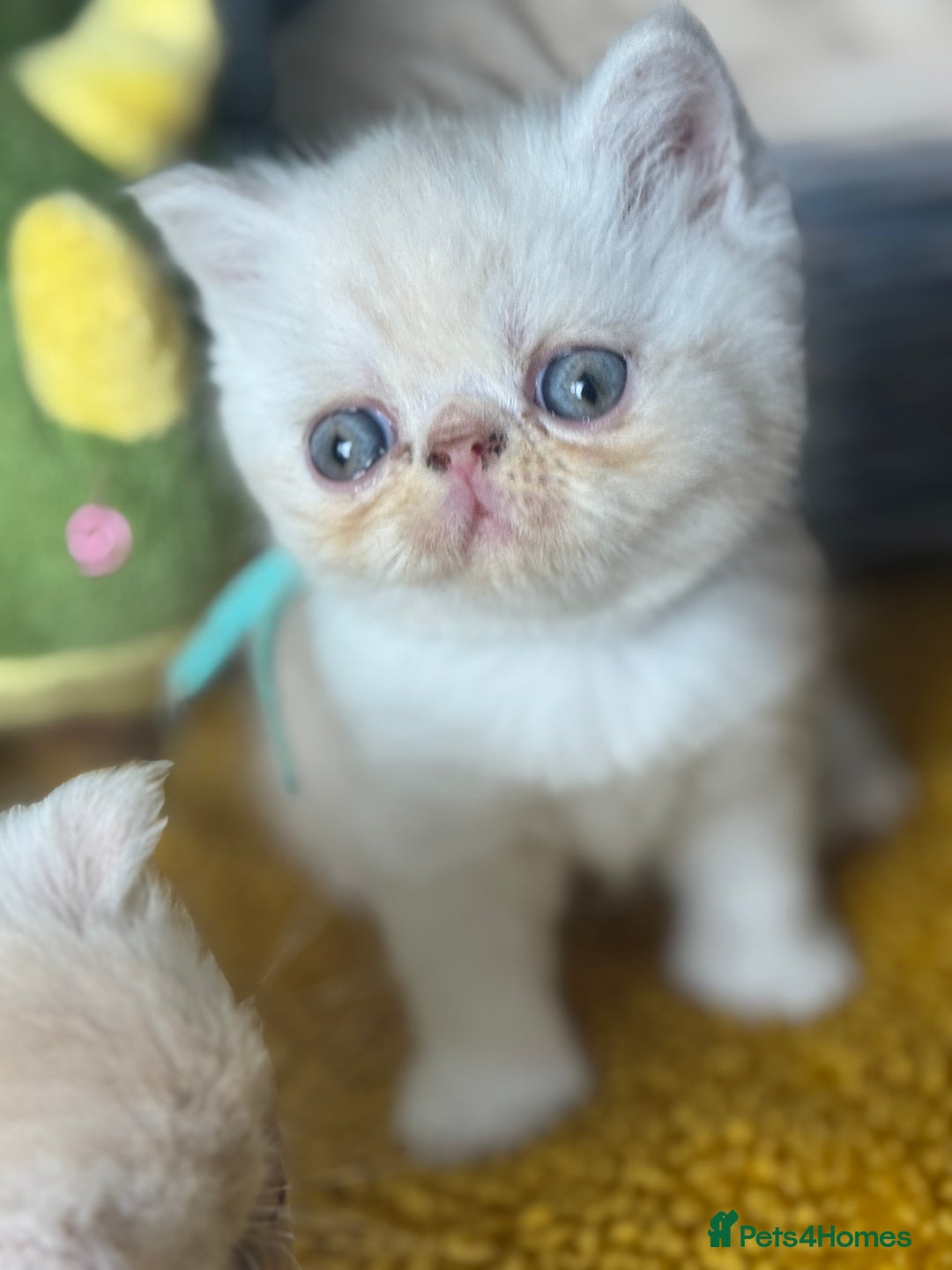 Exotic cats for sale: Superb GCCF Exotic kittens Health Tested parents - Image 33