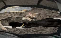 Domestic Shorthair cats for sale: 4 beautiful kittens for sale  - Image 2