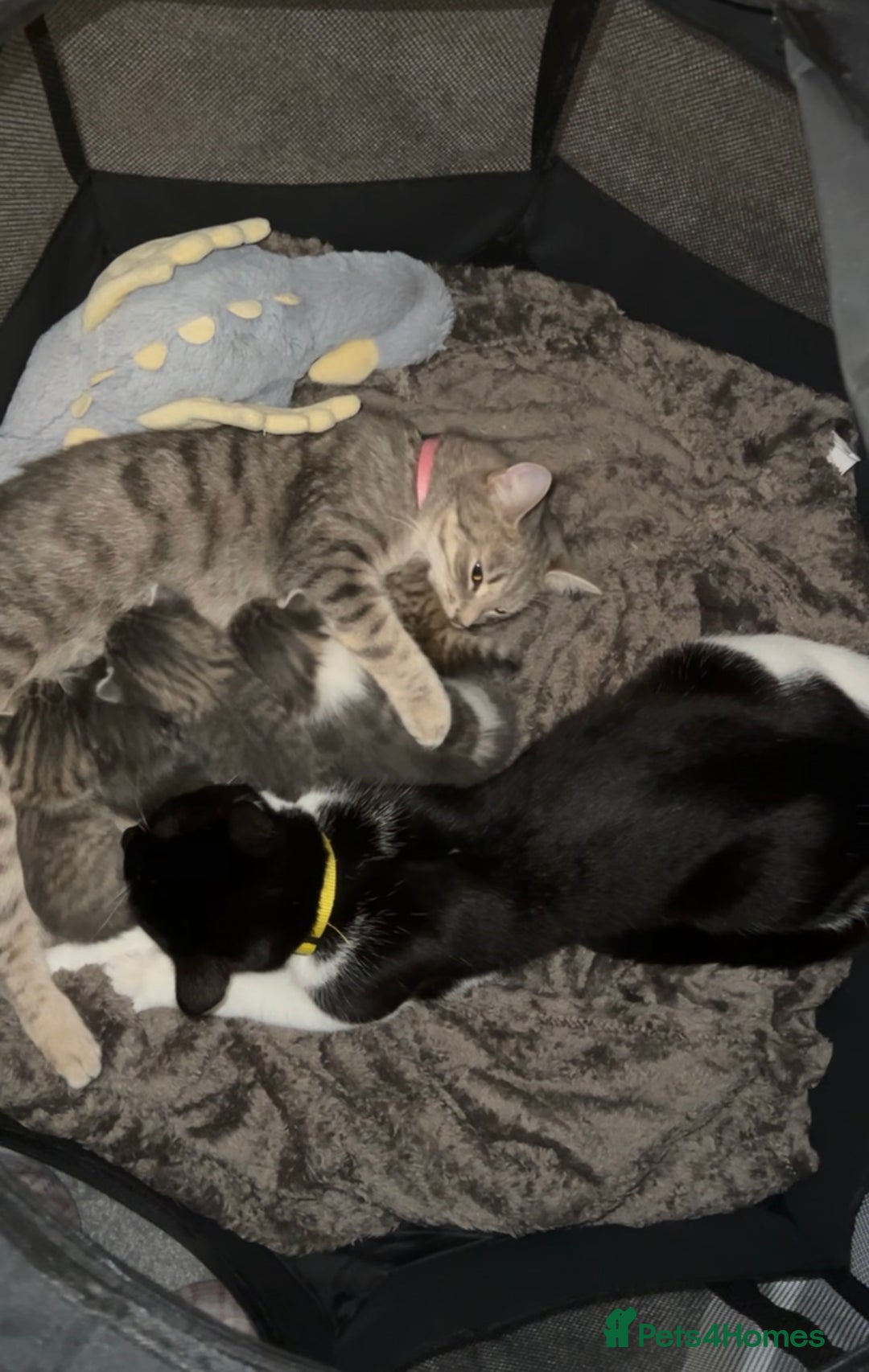 Domestic Shorthair cats for sale: 4 beautiful kittens for sale  - Image 2