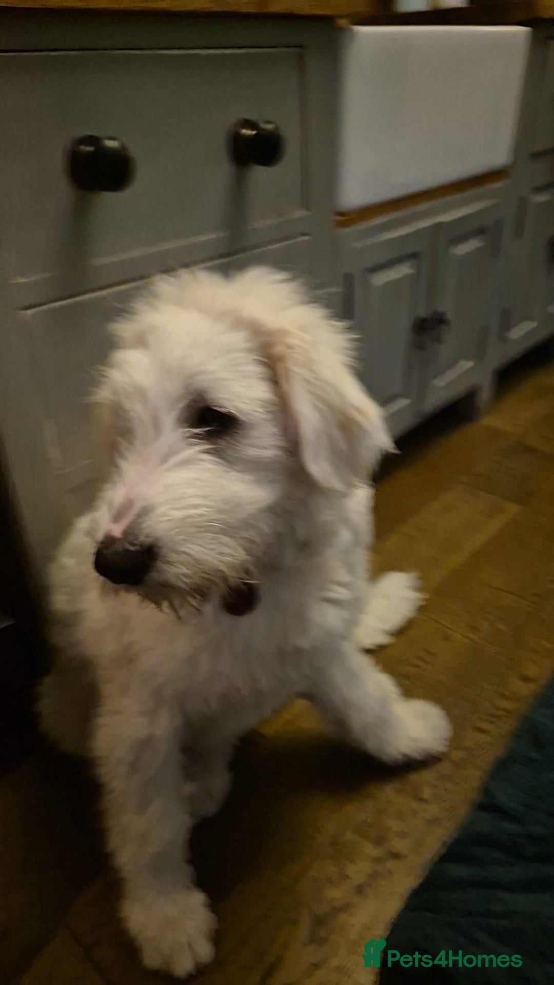 Mixed Breed dogs for adoption: 🖤MEET JOJO🖤 a Superb big Girl for a Loving Home - Advert 17