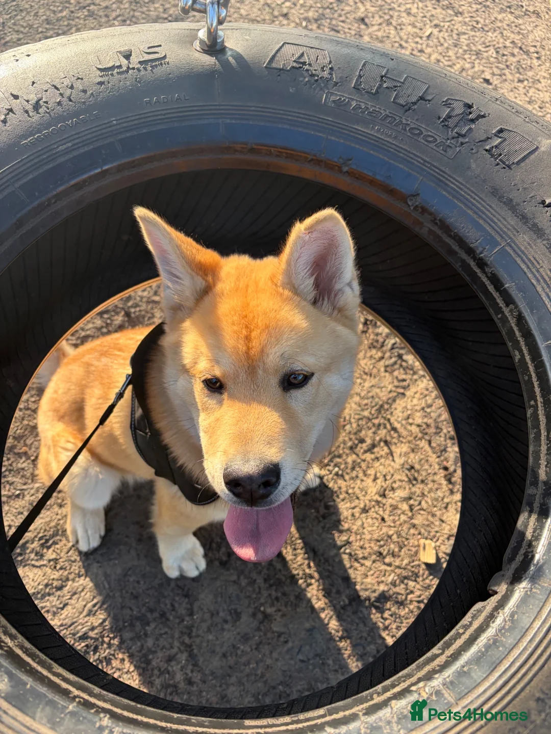 Mixed Breed dogs for sale: 5.5-Month-Old Husky / Chow Chow Mix Puppy in Enfield - Advert 2