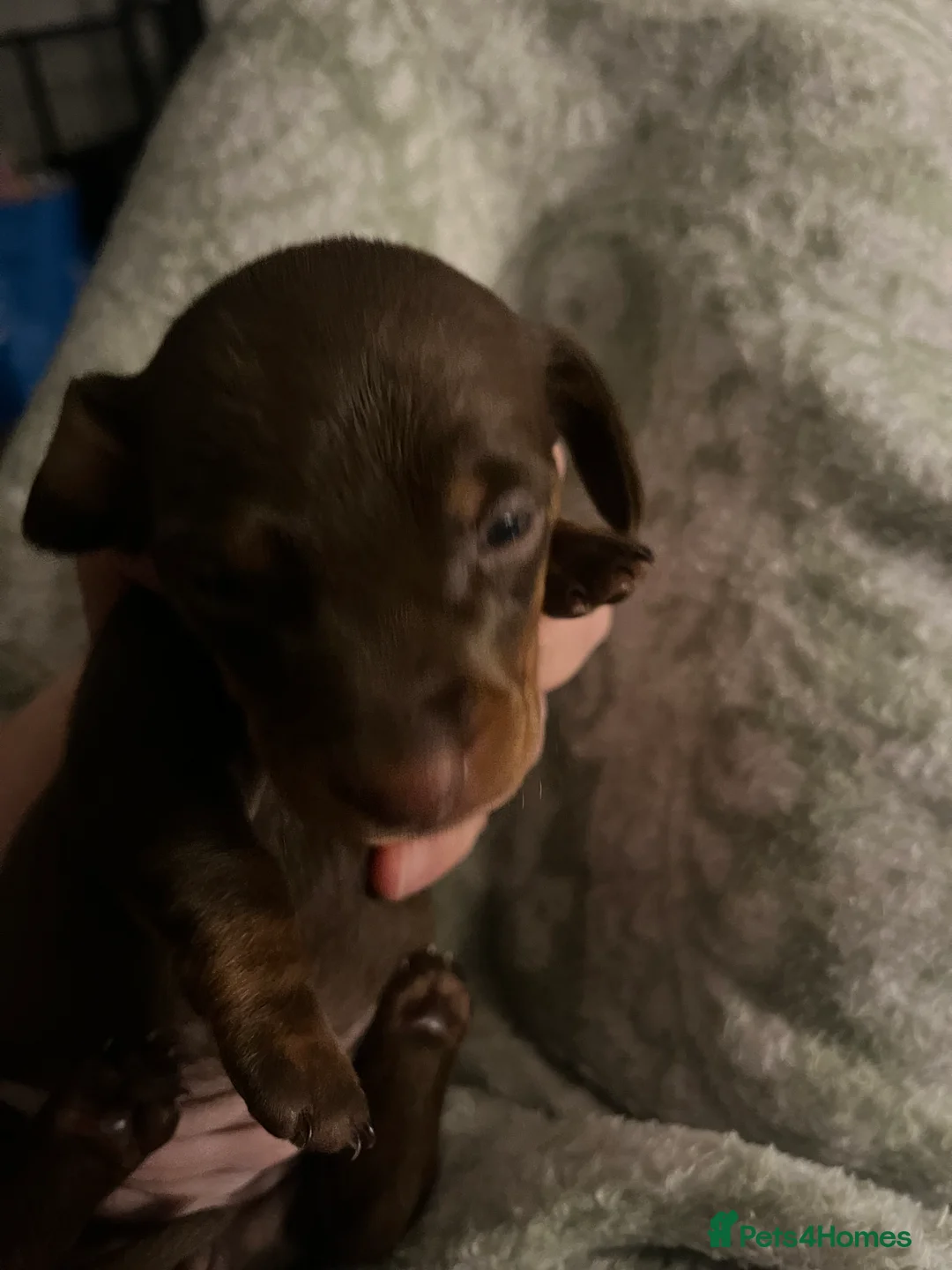 Dachshund dogs for sale: 🐾 Beautiful Dachshund Puppies Available 🐾 - Advert 12