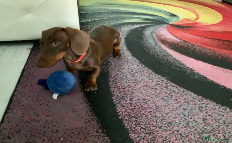 Miniature Dachshund dogs - Advert 6