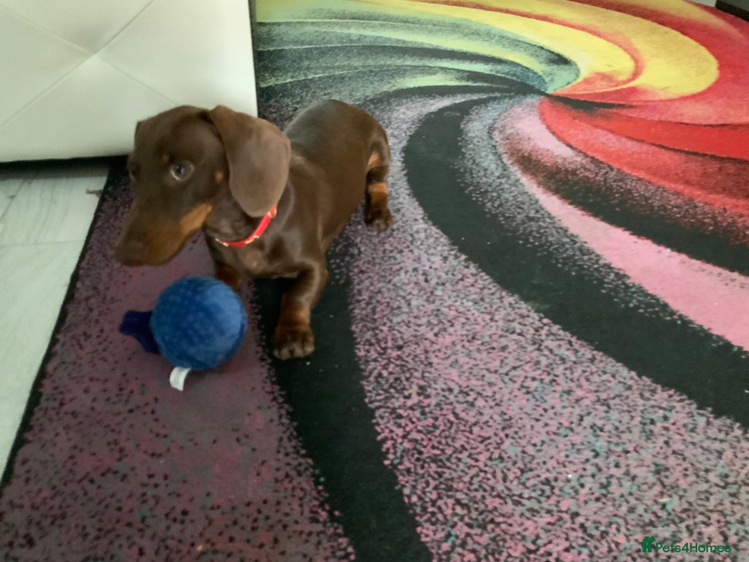 Miniature Dachshund dogs for sale: 6 month old chocolate and tan miniature dachshund - Image 1
