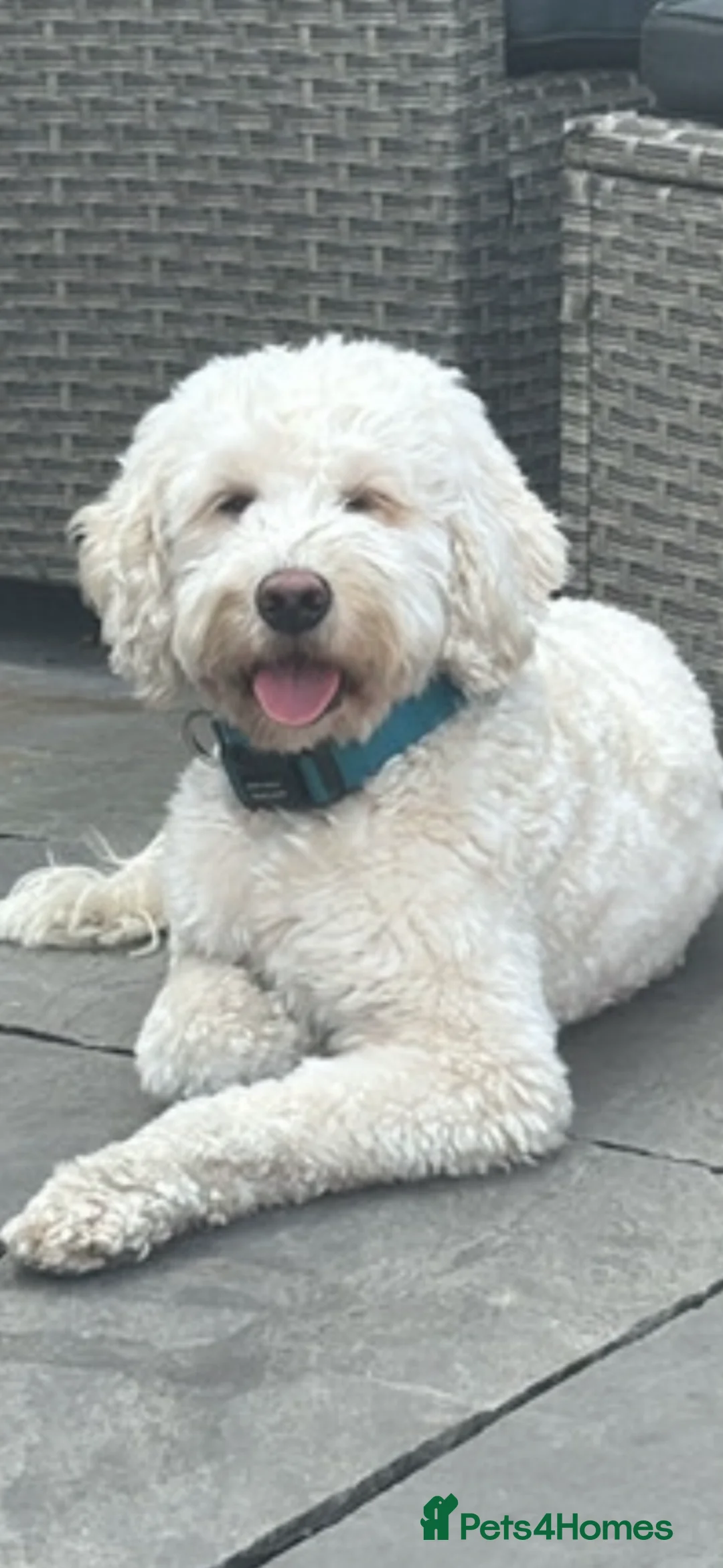 Cockapoo dogs for sale: 🐶 Adorable Cockapoo Puppies – Family Raised 💛 - Advert 2