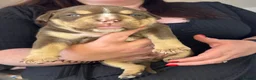 Olde English Bulldogge dogs for sale: Chunky olde English bulldogge OEB  - Advert 13