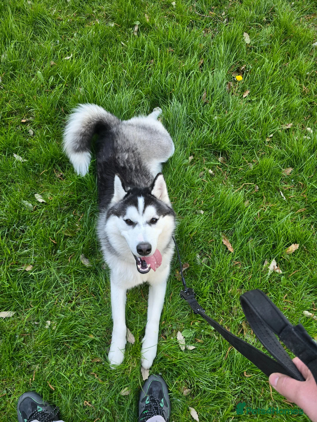 Siberian Husky dogs for sale: Lovely husky Odin in Gainsborough - Advert 1