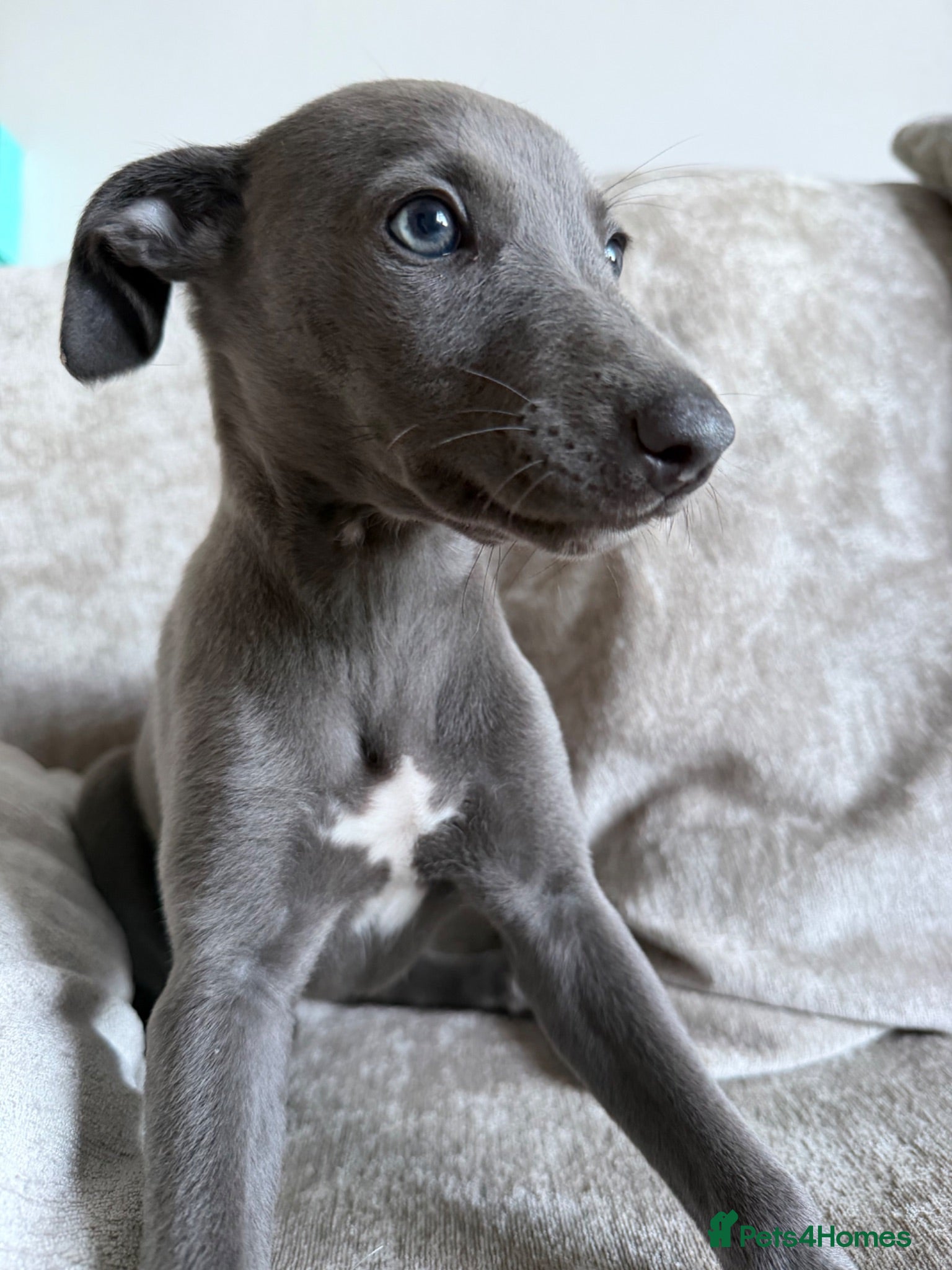 Whippet dogs I BEAUTIFUL GIRL LEFT READY NOW - Advert 5