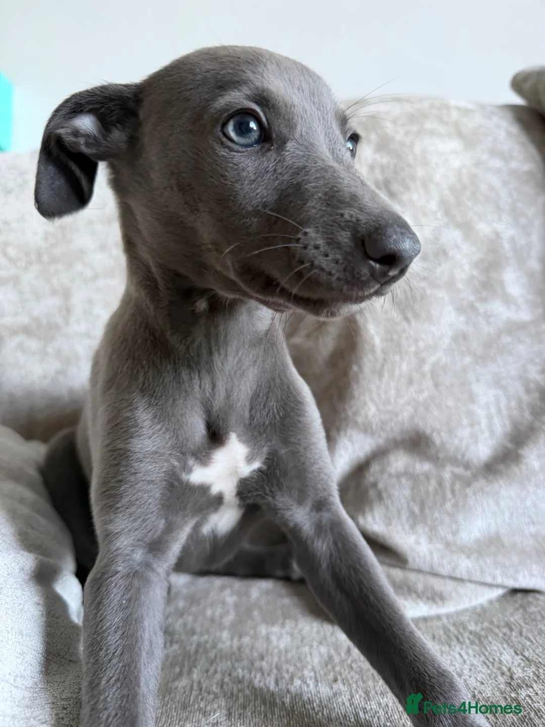 Whippet dogs for sale: I BEAUTIFUL GIRL LEFT READY NOW - Advert 1