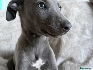 Whippet dogs I BEAUTIFUL GIRL LEFT READY NOW - Advert 5