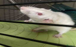 Rat rodents for sale: 2 rats with massive cage and extras - Image 2