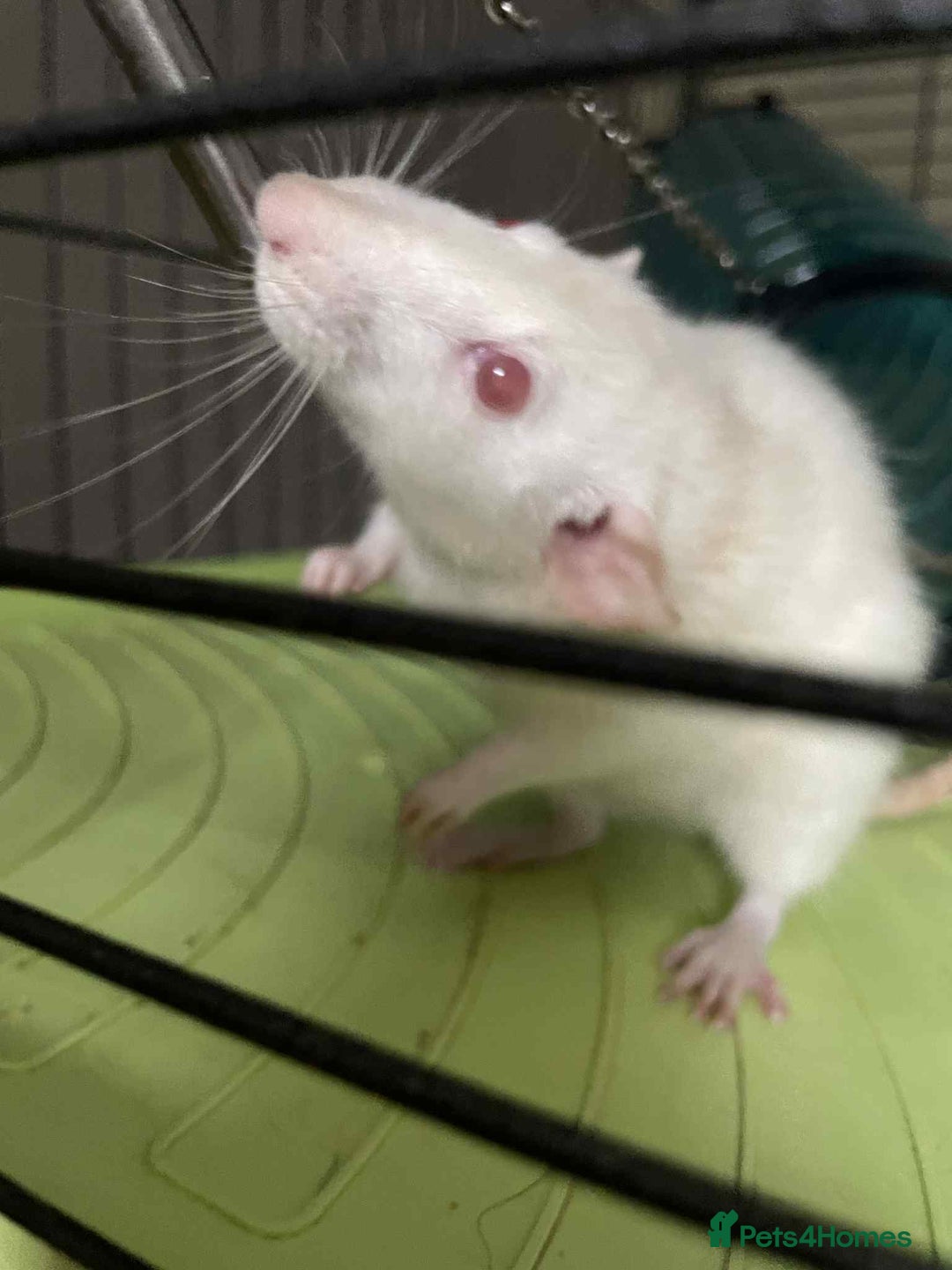 Rat rodents for sale: 2 rats with massive cage and extras - Image 2