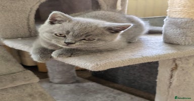 British Shorthair cats - Advert 13