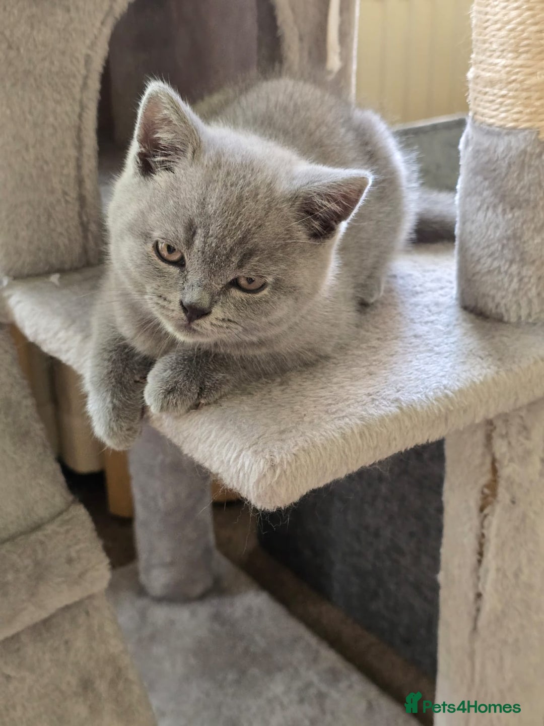 British Shorthair cats for sale: Meet Your Next Cuddle Buddy —  British Shorthair - Image 2