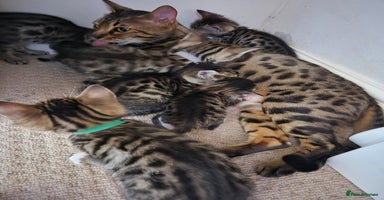 Bengal cats - Advert 3