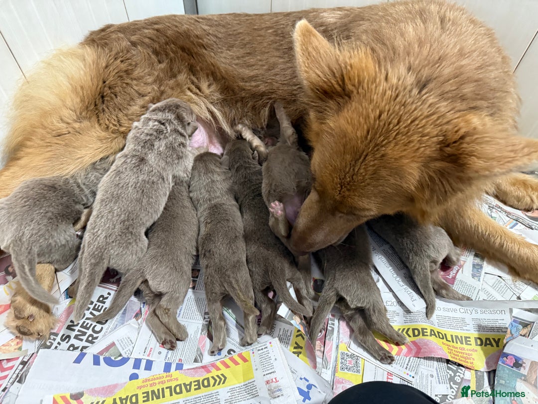 German Shepherd dogs for sale: Kcreg Isabella German shepherd pups  - Image 11