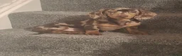 Miniature Dachshund dogs for sale: Vinny minature DACHSHUND chocolate dapple  - Advert 8