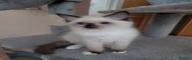 Ragdoll 6