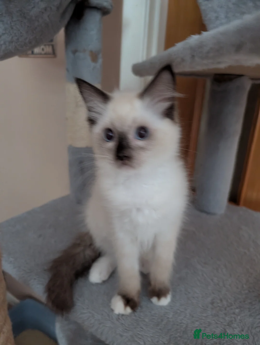 Ragdoll cats for sale: Gorgeous GCCF registered Ragdoll kittens  - Advert 2