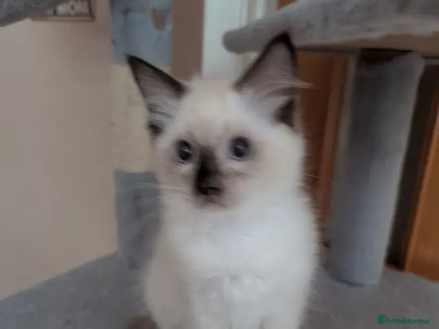 Ragdoll cats for sale: Gorgeous GCCF registered Ragdoll kittens - Advert 2