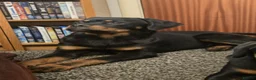 Rottweiler dogs for sale: KC Top ROTTWEILER Puppies , German blood - Advert 3
