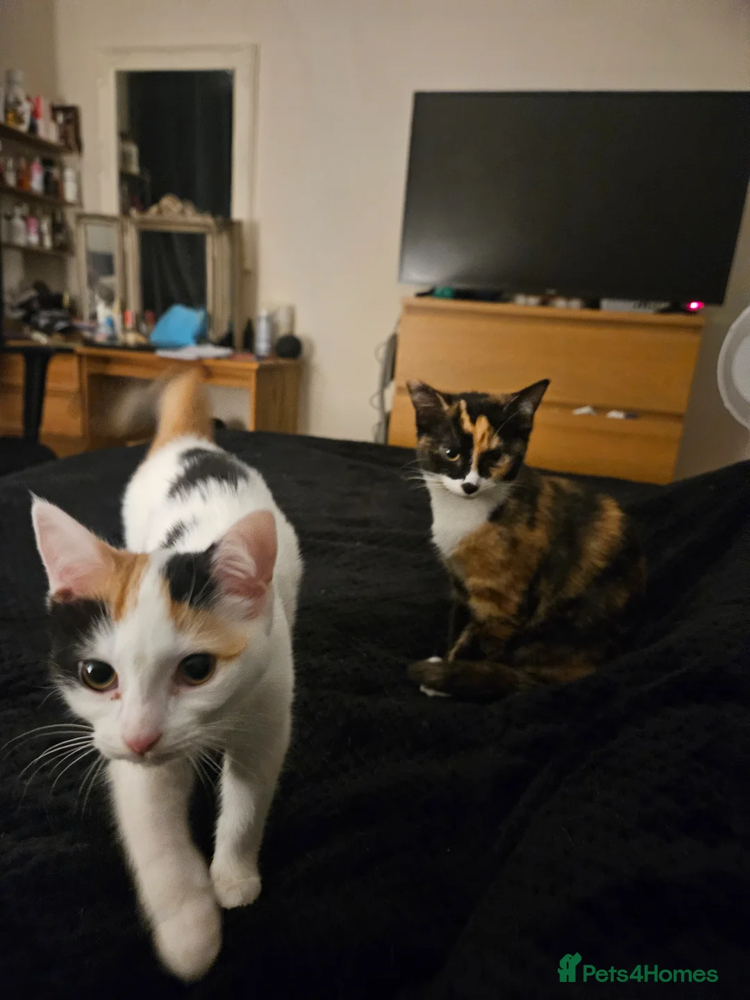Mixed Breed cats for sale: 2 female 7 month old sisters - Advert 11