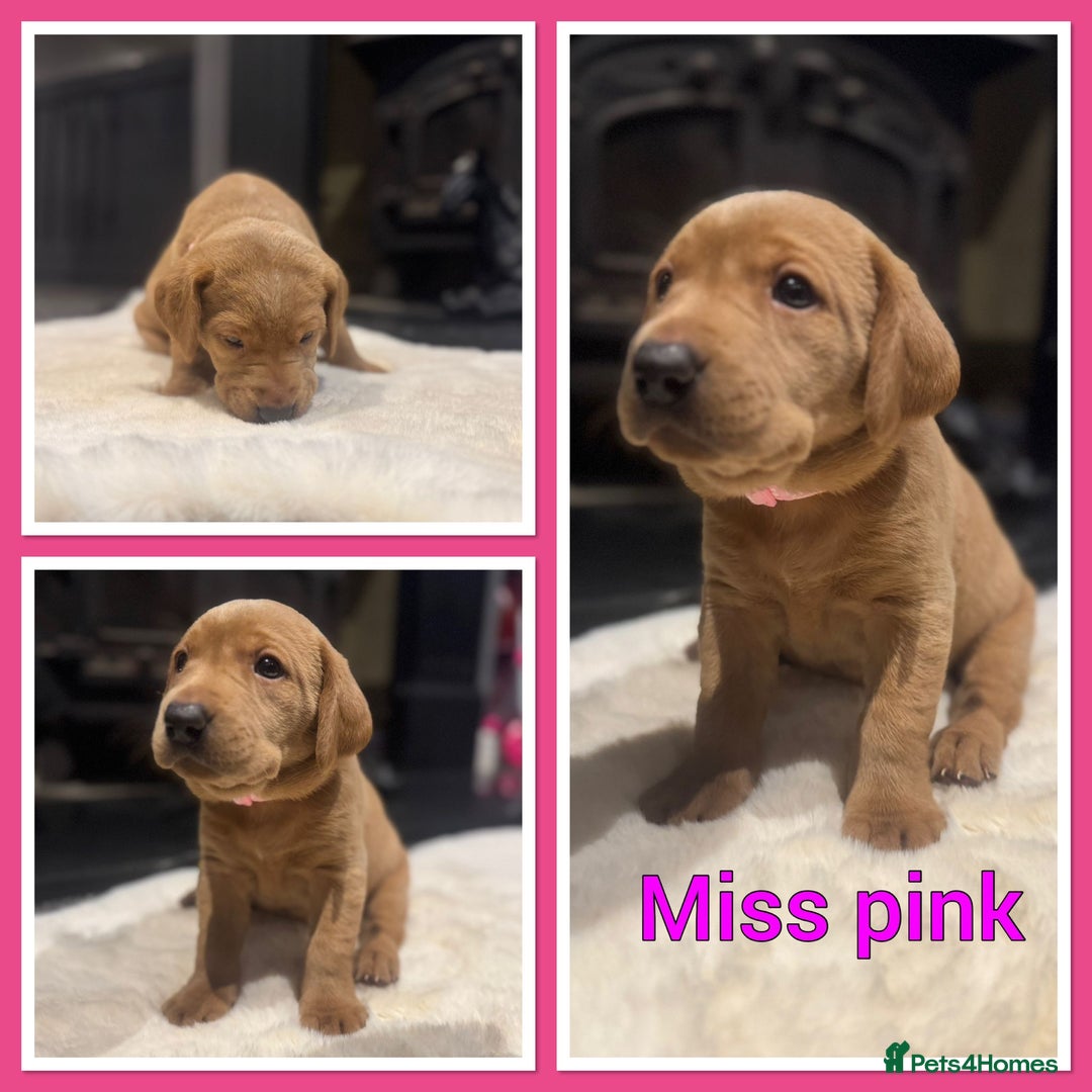 Labrador Retriever dogs for sale: KC REGISTERED FOX RED LABRADOR PUPPY  - Image 22