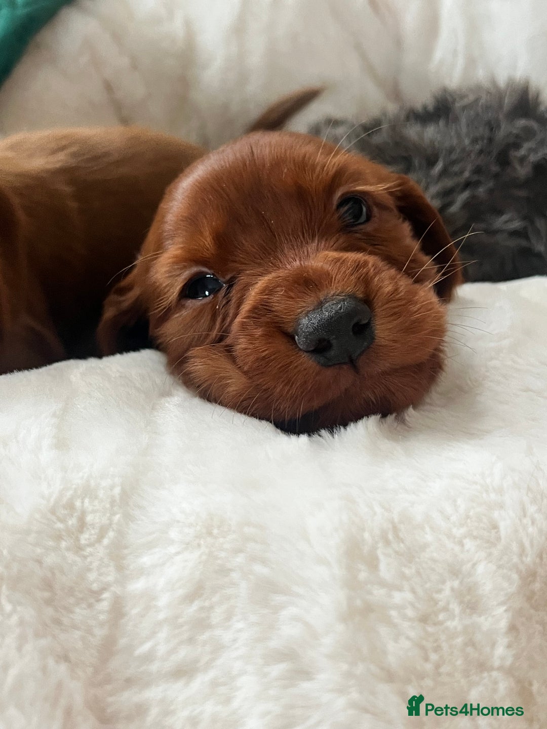 Cocker Spaniel dogs for sale: fox red cocker spaniels health tested  - Advert 15