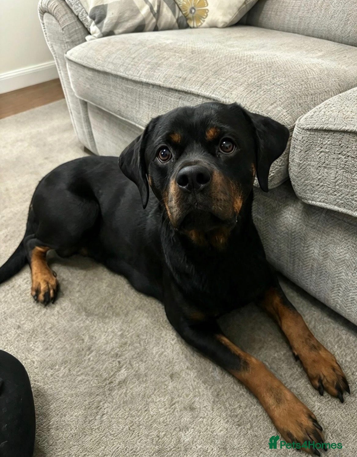 Rottweiler dogs for sale: Gorgeous Chunky Rottweiler Puppies  - Advert 18