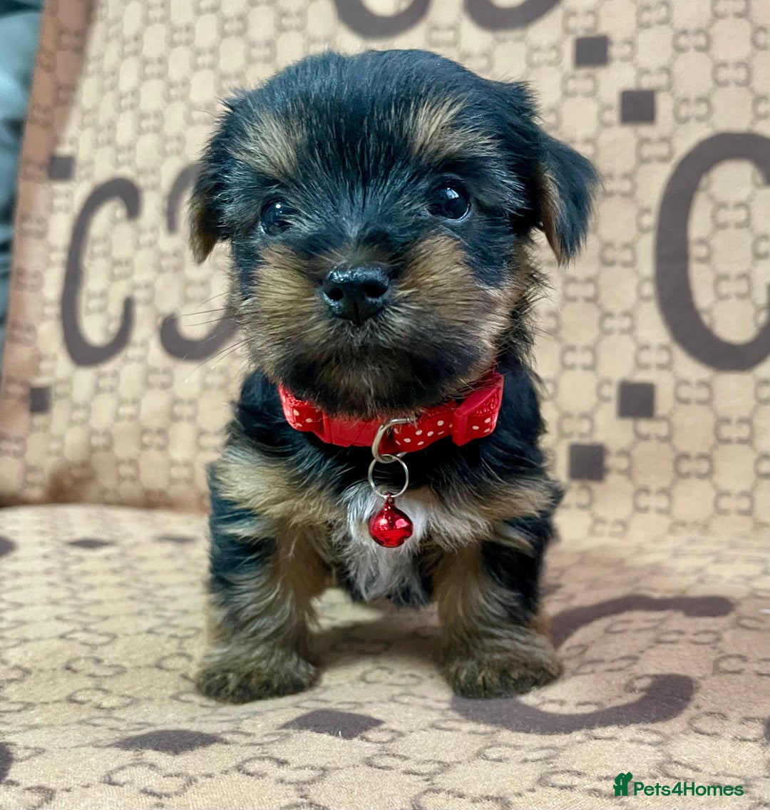 Yorkshire Terrier dogs for sale: Beautiful Yorkshire Terrier Puppies  - Advert 18