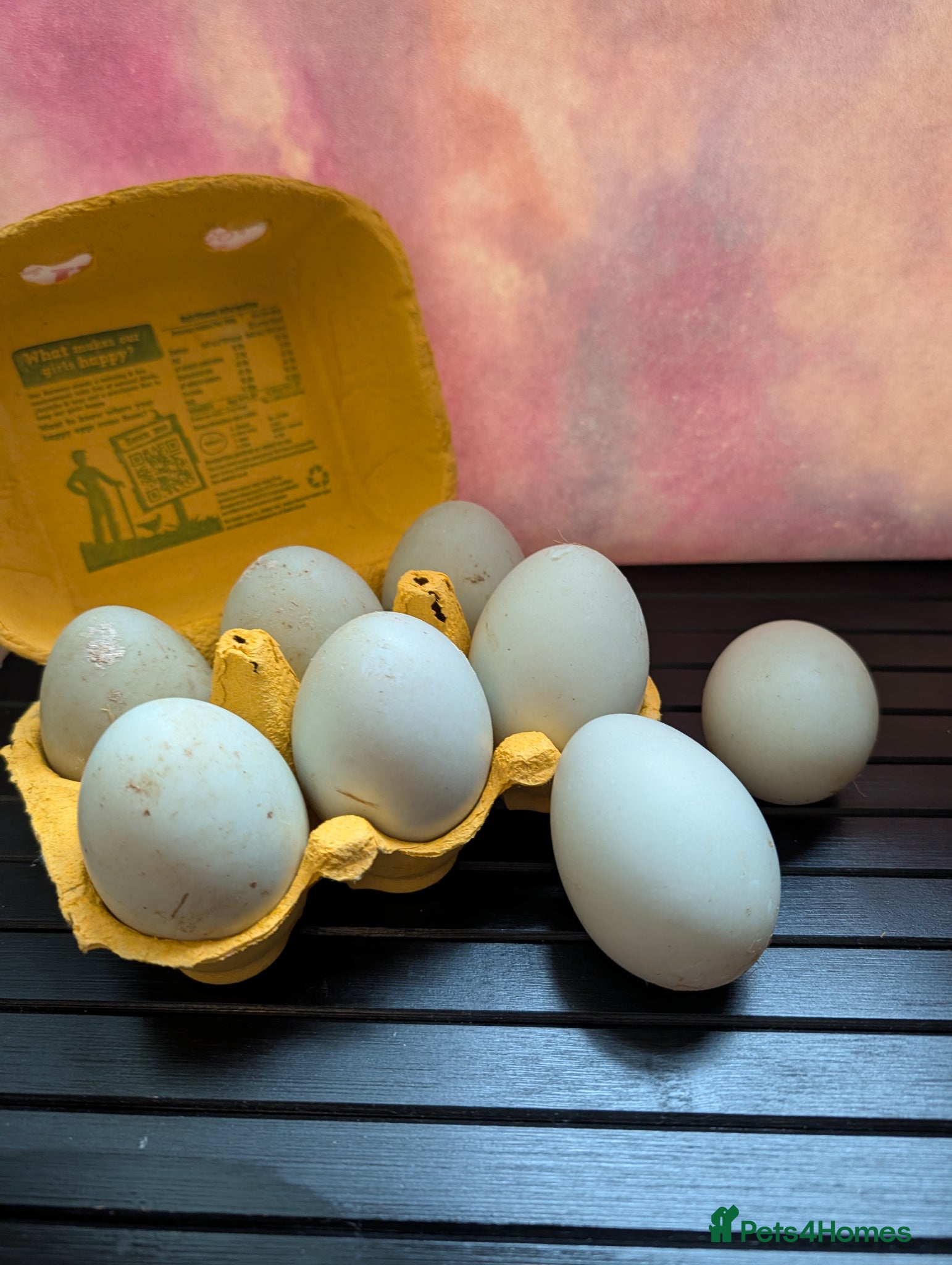 Ducks poultry Runner Duck hatching fertile eggs  - Advert 1