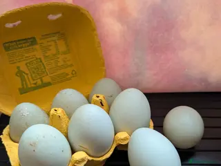 Ducks poultry Runner Duck hatching fertile eggs - Advert 1